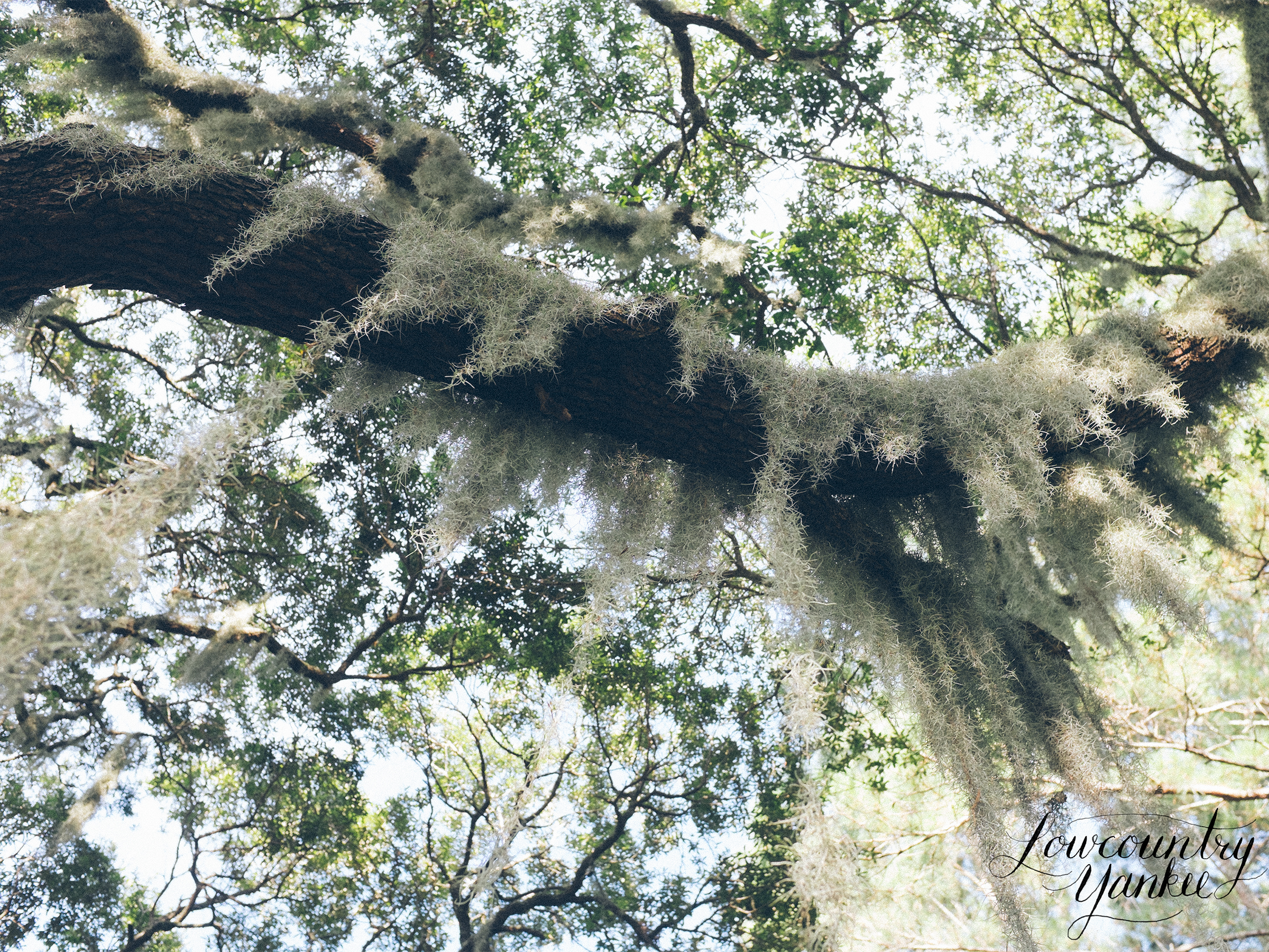 spanishmossbranch.jpg