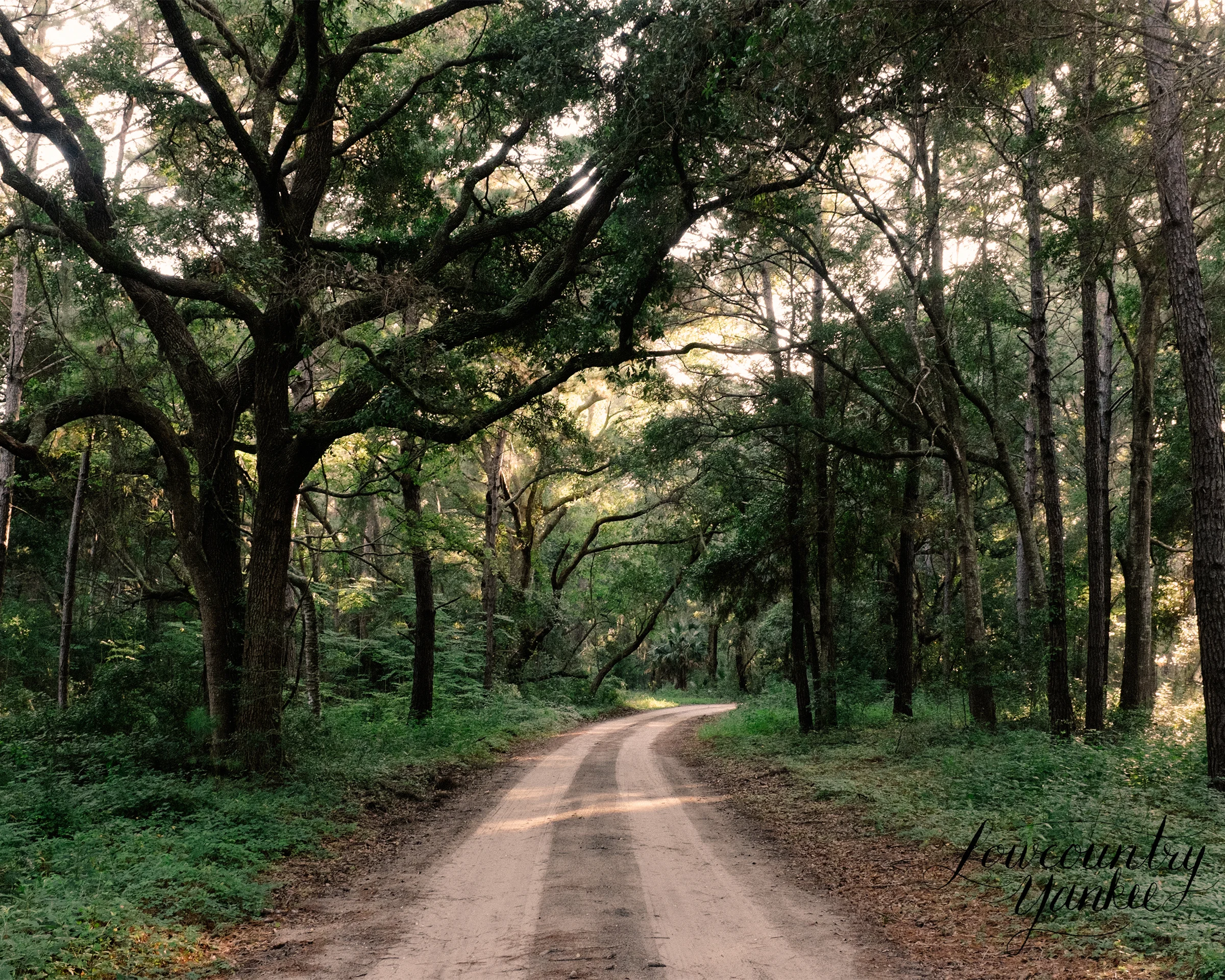 Driving path through the woods.