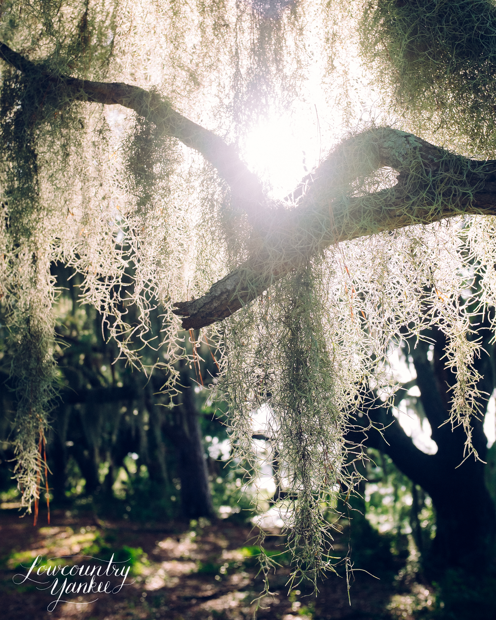 spanishmoss.jpg