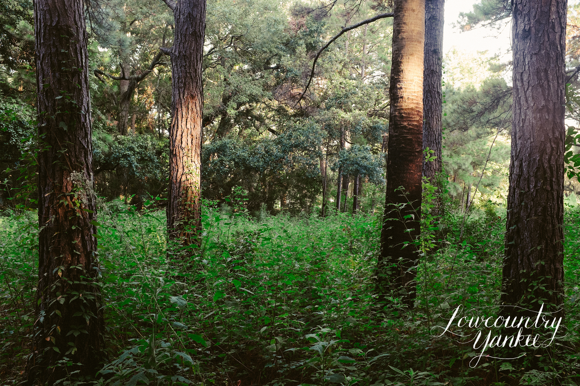woods.jpg