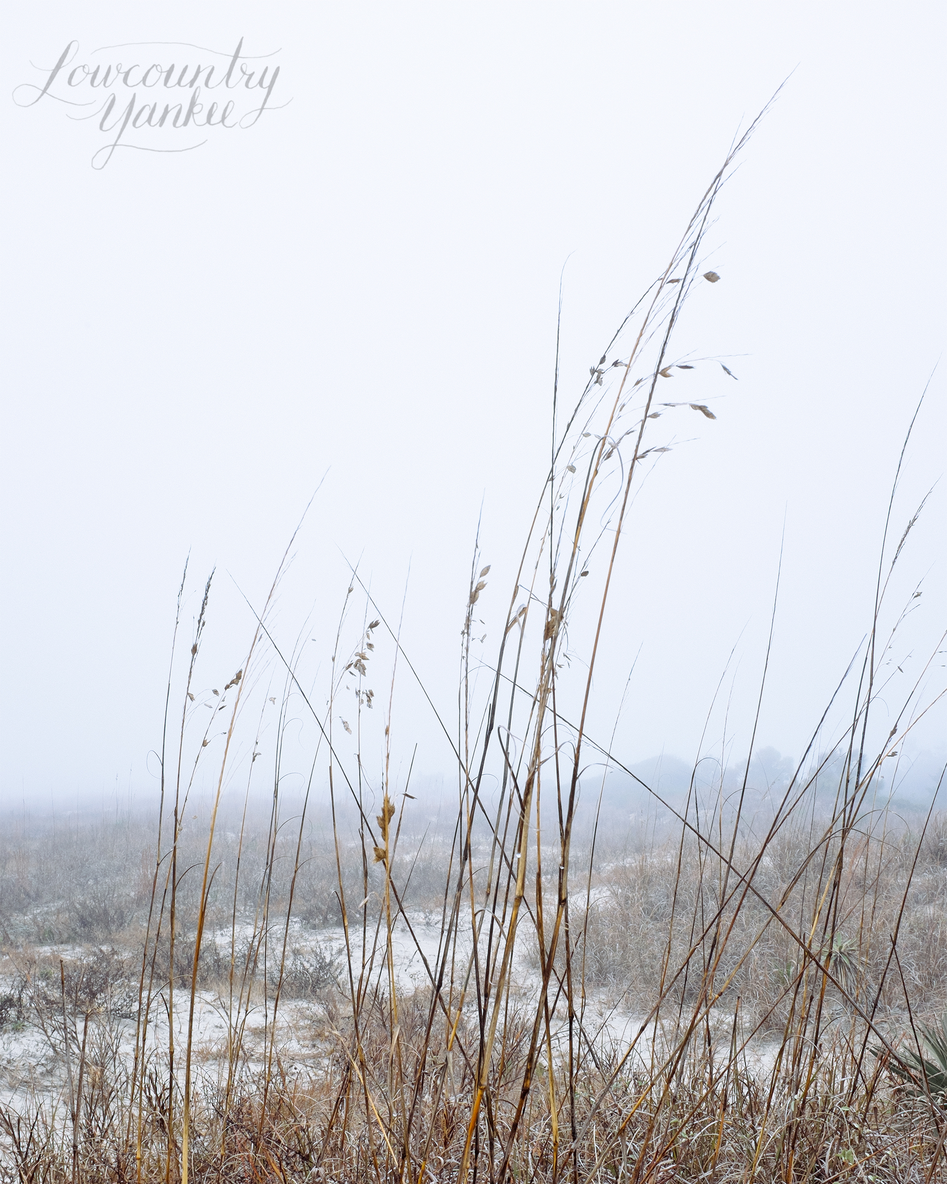 Sea oats