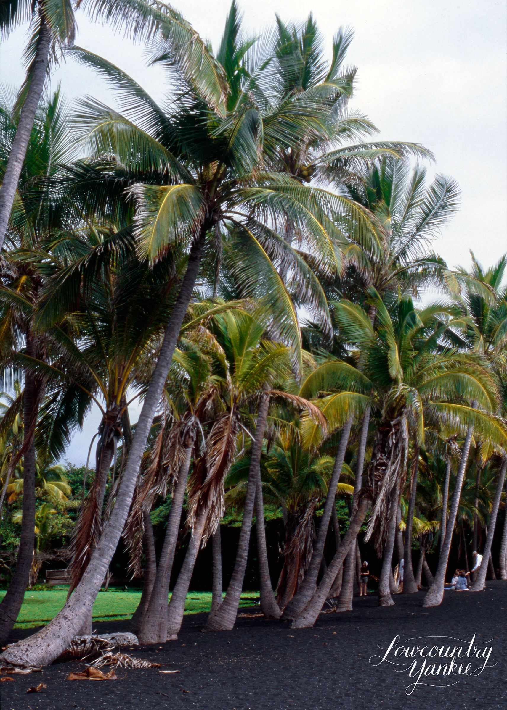 Punalu'u Beach, Hawai'i 2004. Slide film.