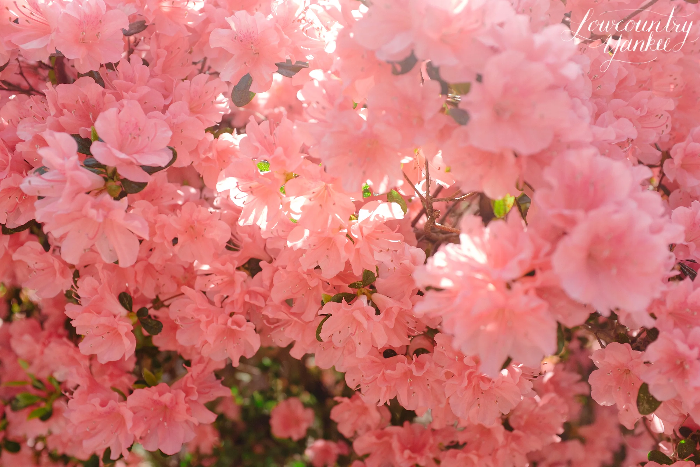 Azaleas in McClellanville