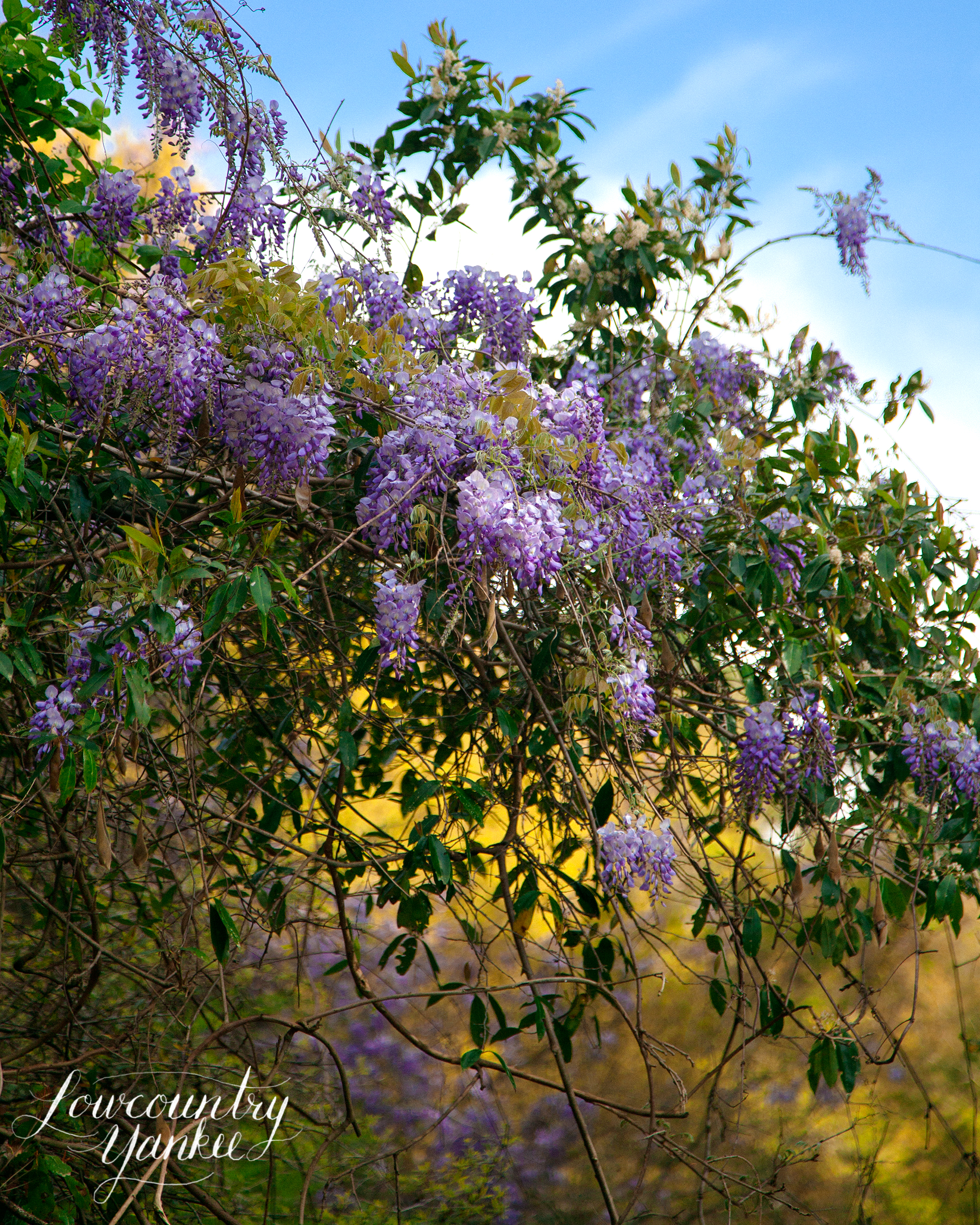 Wisteria, Johns Island