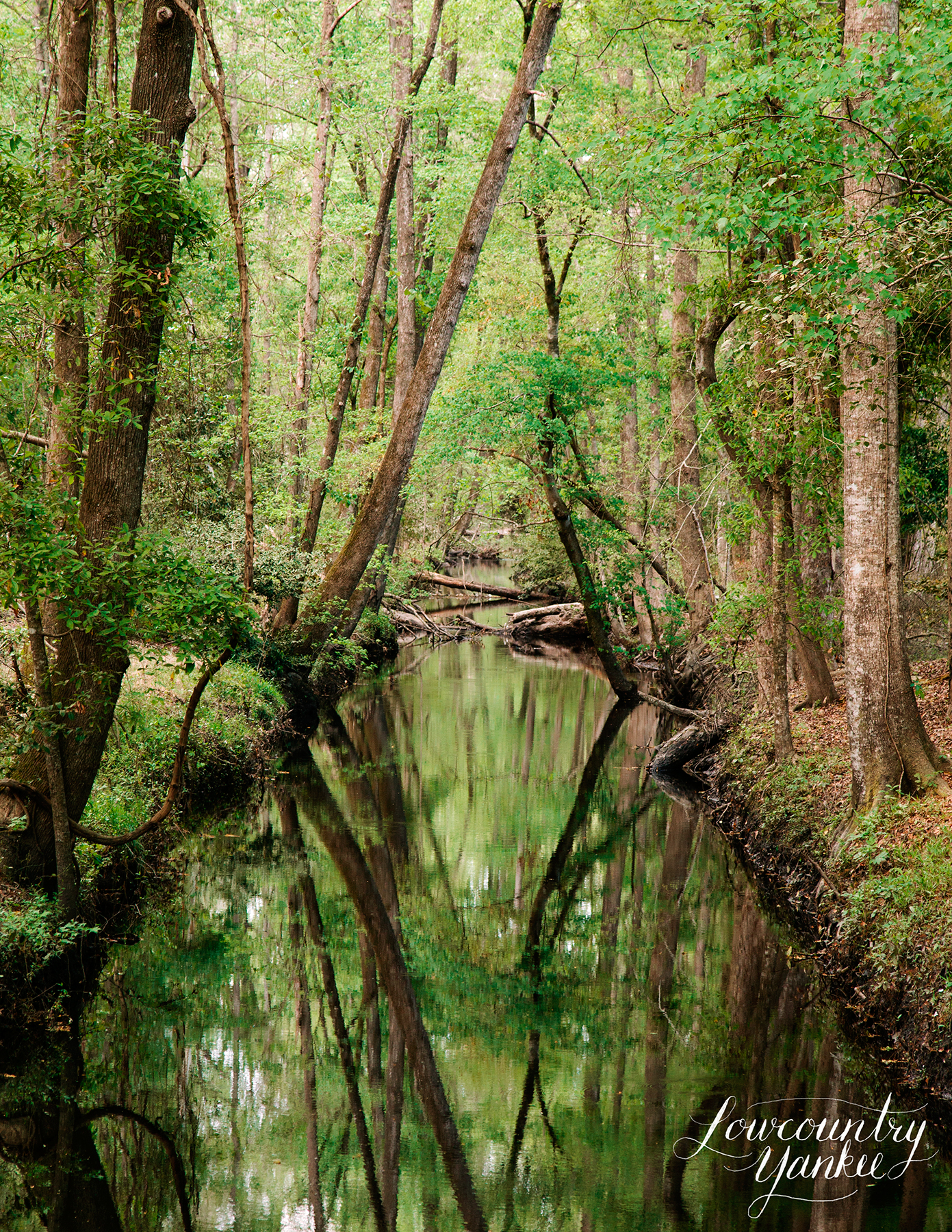 Ireland Creek, Walterboro