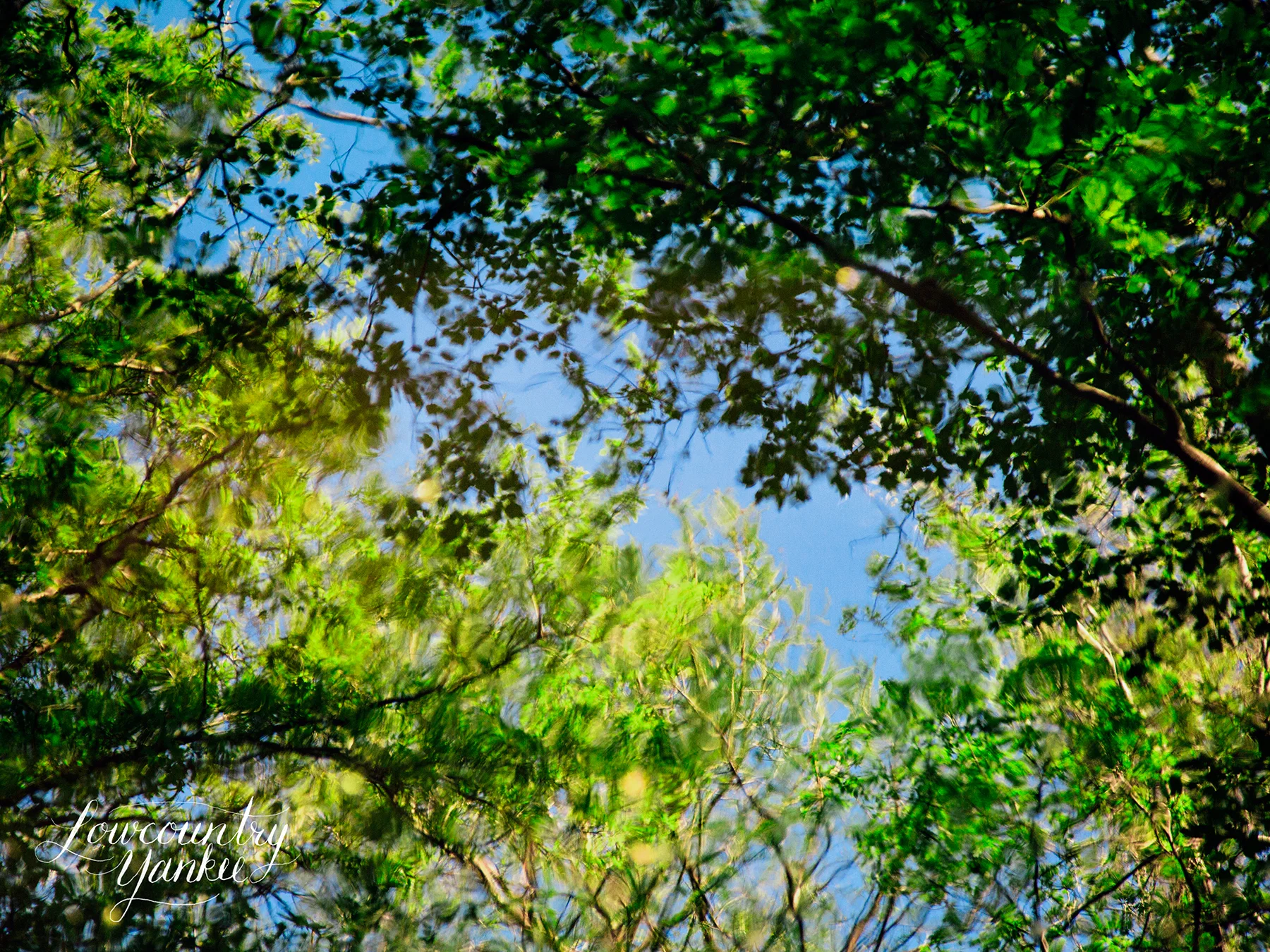 Reflection in Ireland Creek, Walterboro, SC