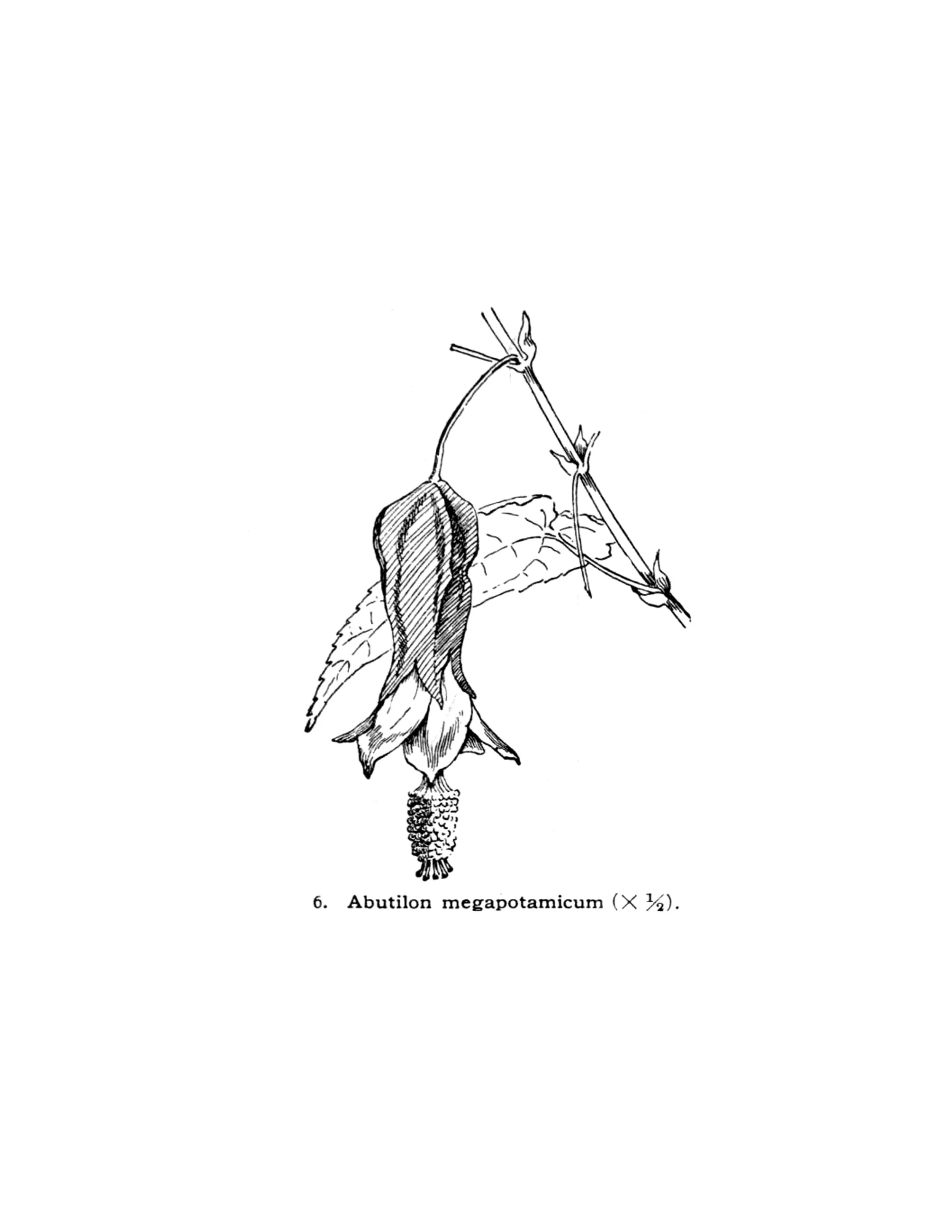 abutilon megapotamicum.jpg