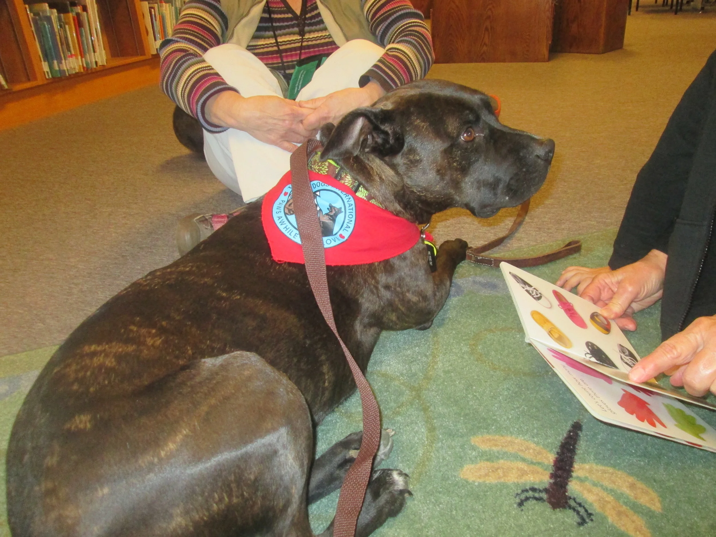 Kayla, a certified therapy dog with The Balanced Dog, LLC, enjoying the Dogs to Read 2 program at the Bridgewater Public Library. This program utilizes therapy dogs to provide emotional support to children struggling to learn how to read. The therapy dog program is also offered out of the Massanutten Regional Public Library in Harrisonburg.