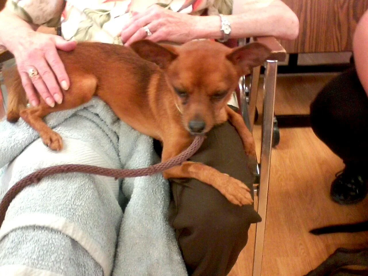 Bandit, a newly adopted member of The Balanced Dog family, in training as a Therapy Dog in Bridgewater, Virginia