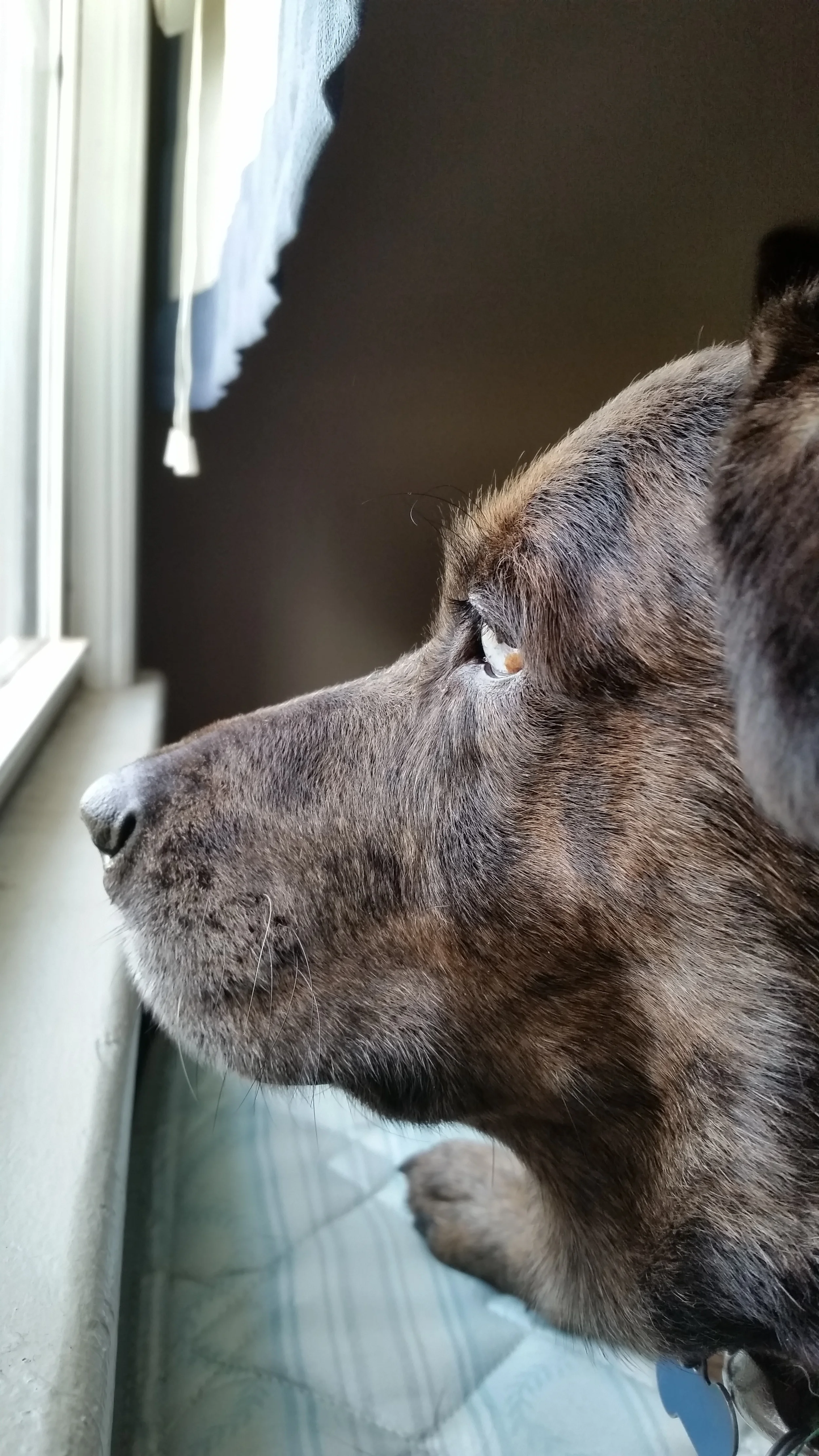 Matilda, a Catahoula mix, the week she was adopted in December 2014.