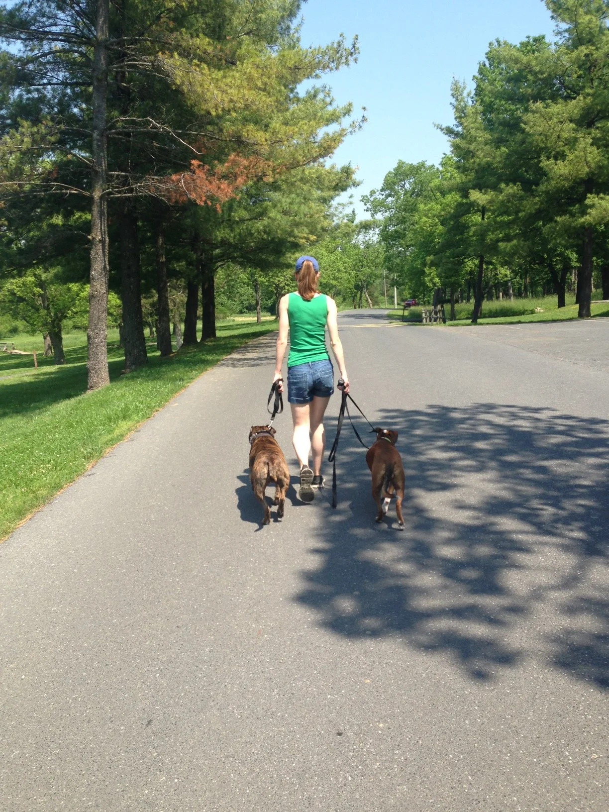 Jug taking a happy walk with his owner and another dog after his training at The Balanced Dog is complete.