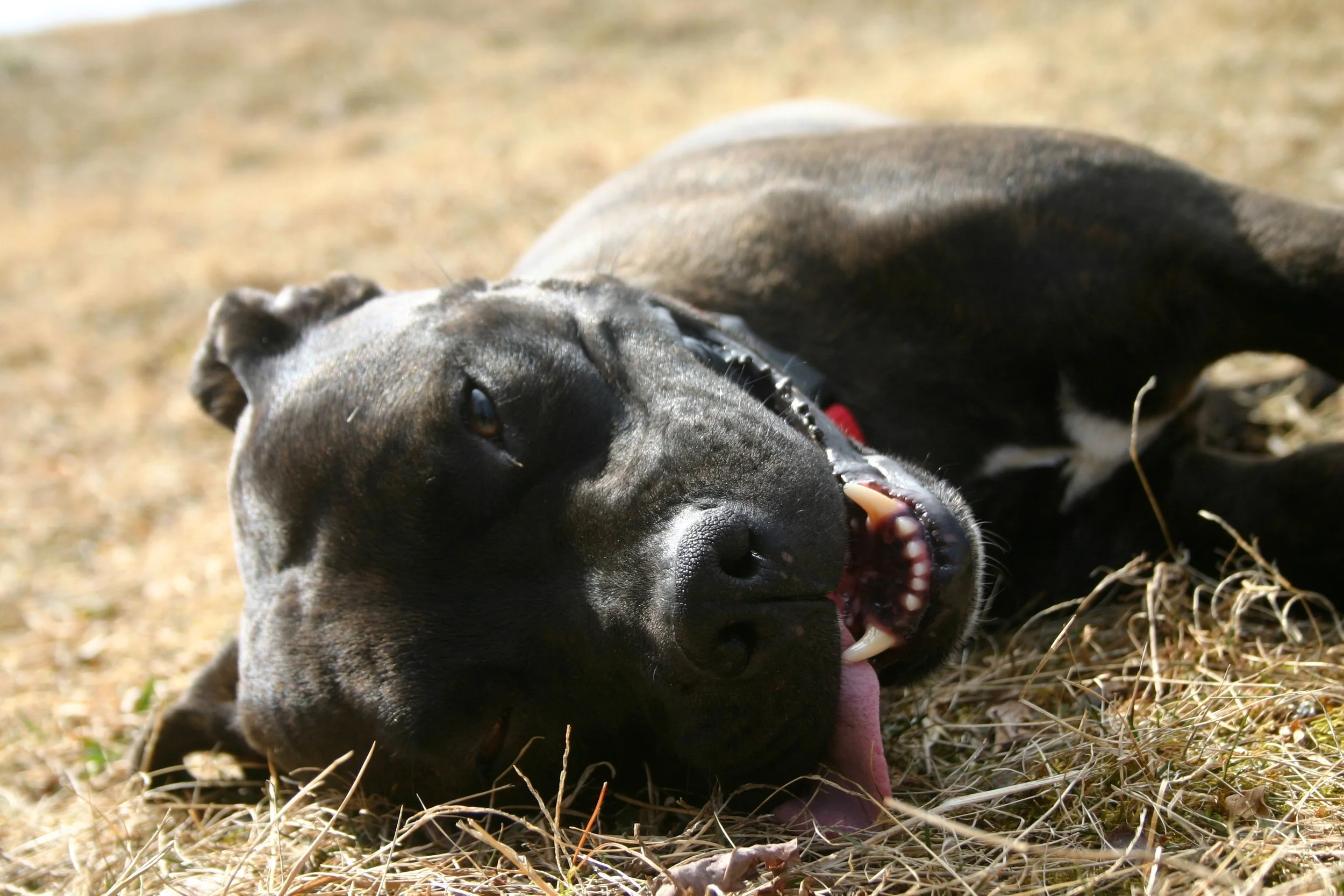Life with Jessica and The Balanced Dog is fabulous! But my story didn't start that way.
