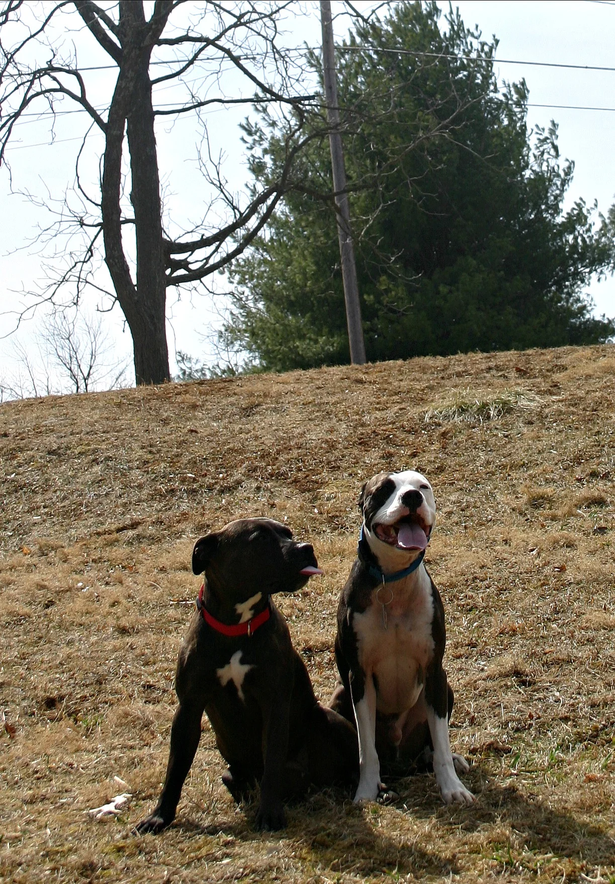 Sampson, my packmate. I guess I have to thank him. We'll get to that later.