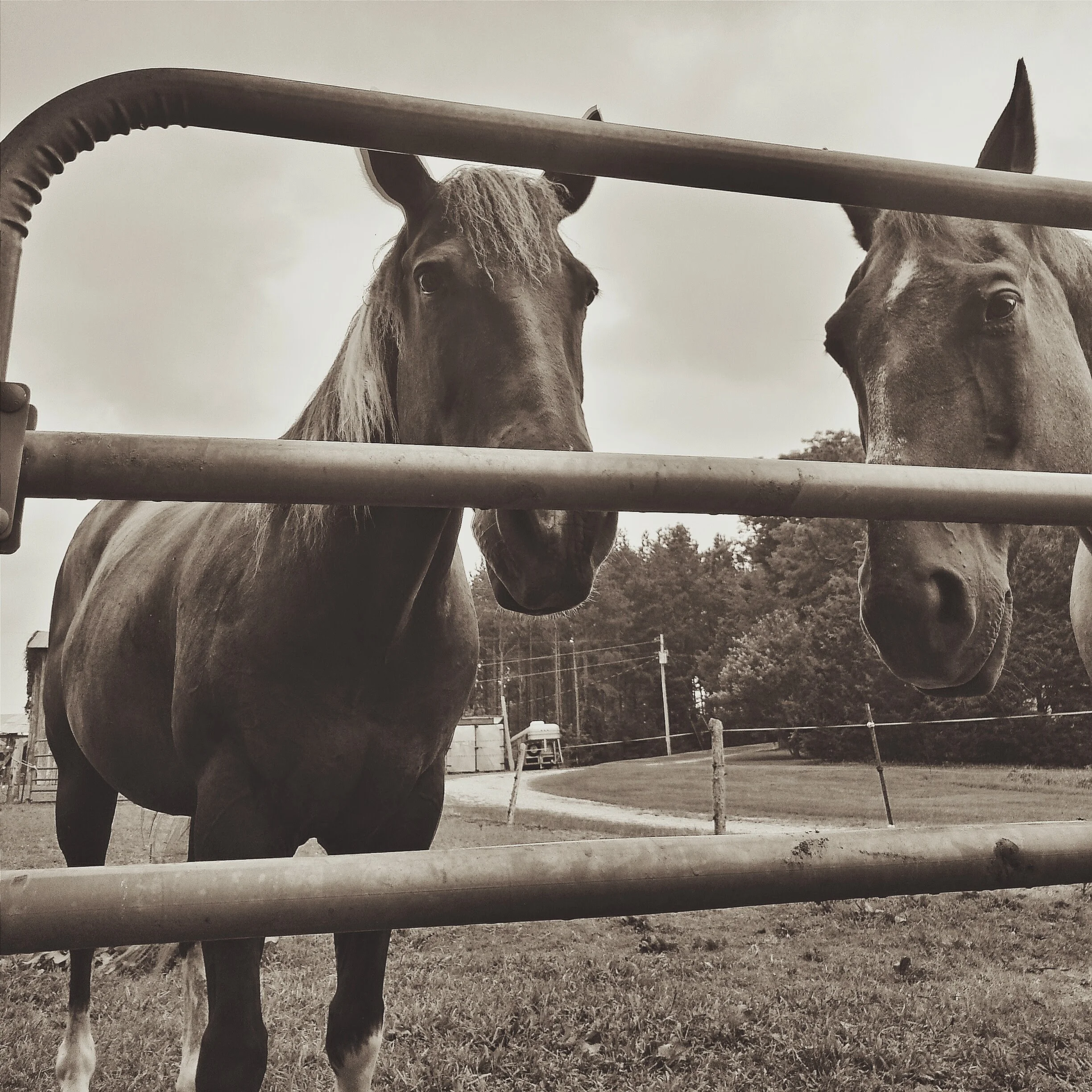 Couldn't keep these two from horsin' around all day!