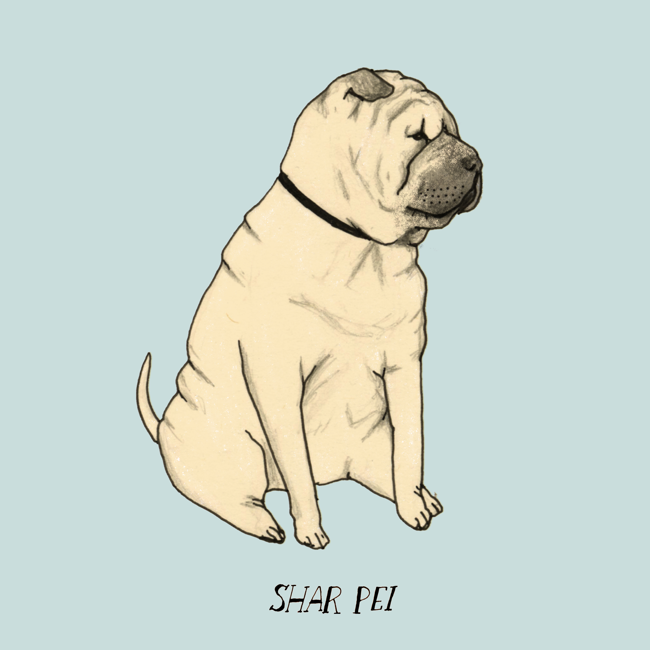 DogadaySharpei.jpg