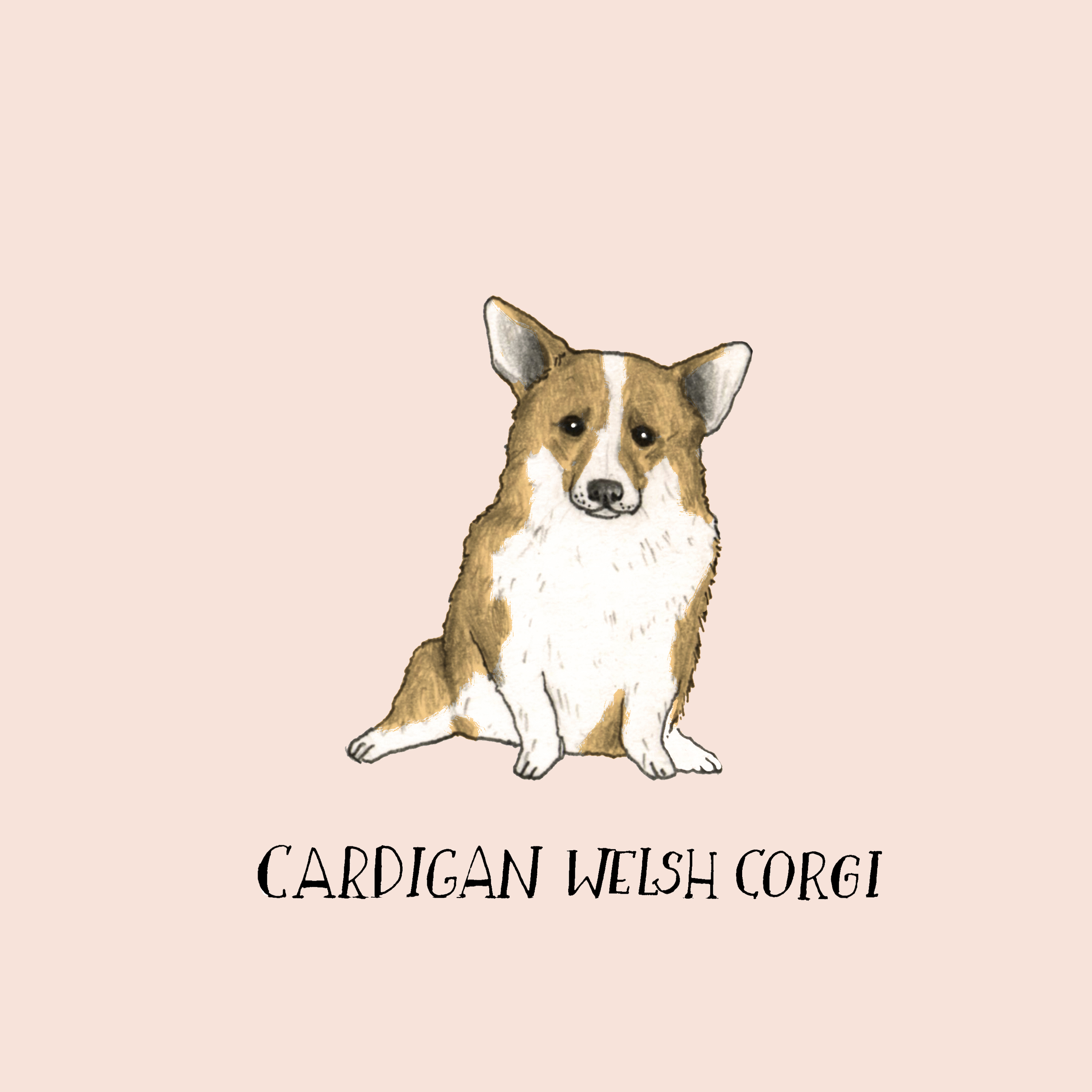 Dogadaycardiganwelschcorgi.jpg