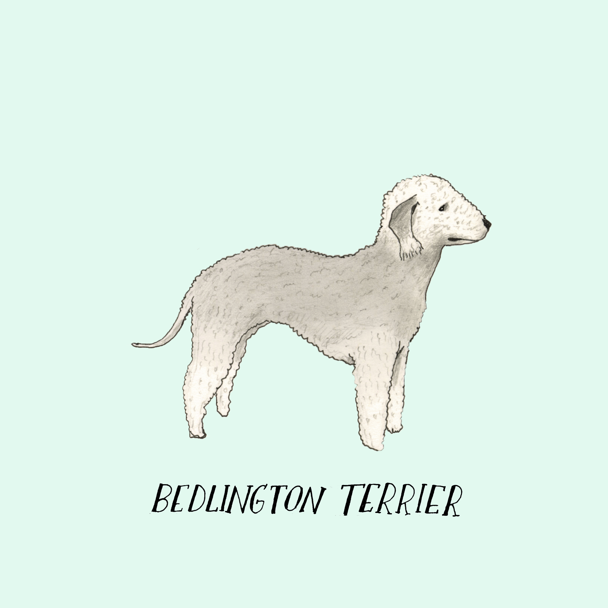 Dogadaybedlingtonterrier.jpg