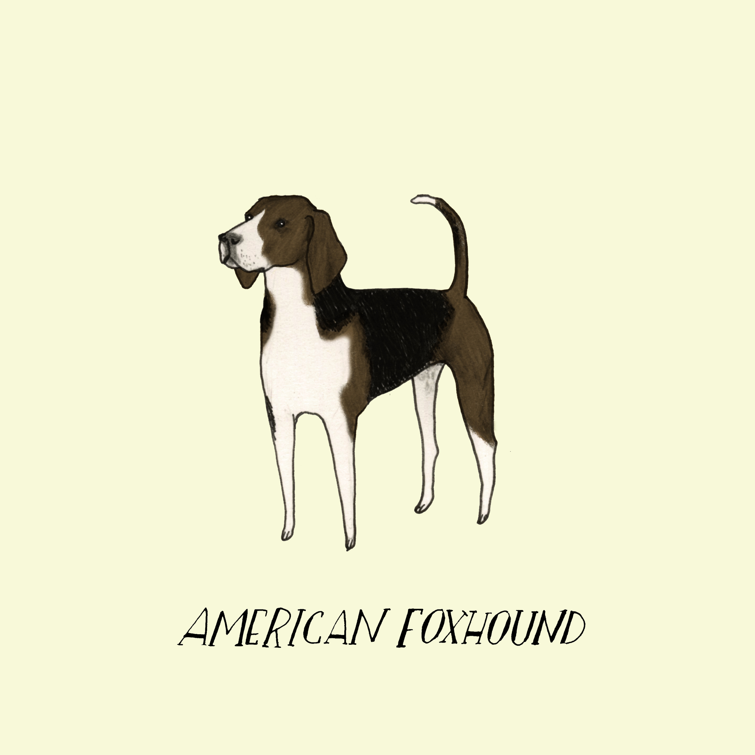 Dogadayamericanfoxhound.jpg