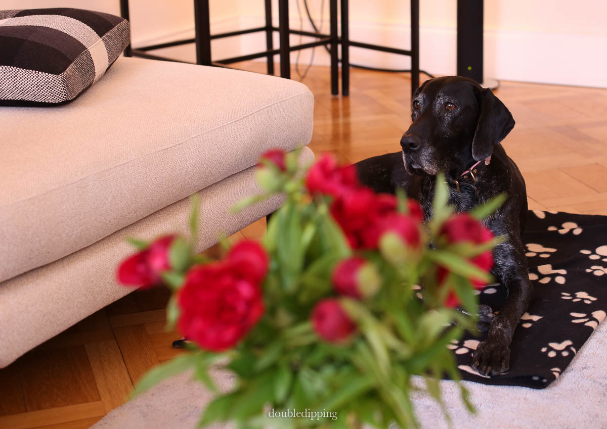 Gina was the perfect guest, she behaved so well that evening, isn't she stunning with her pretty collar!