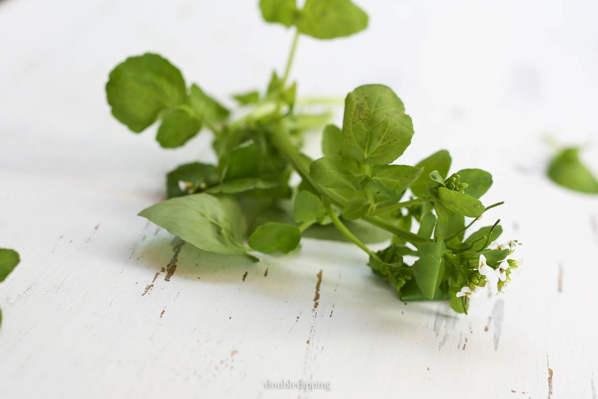 Now this herb has its season, pretty as a flower and so essentially beneficial for our health