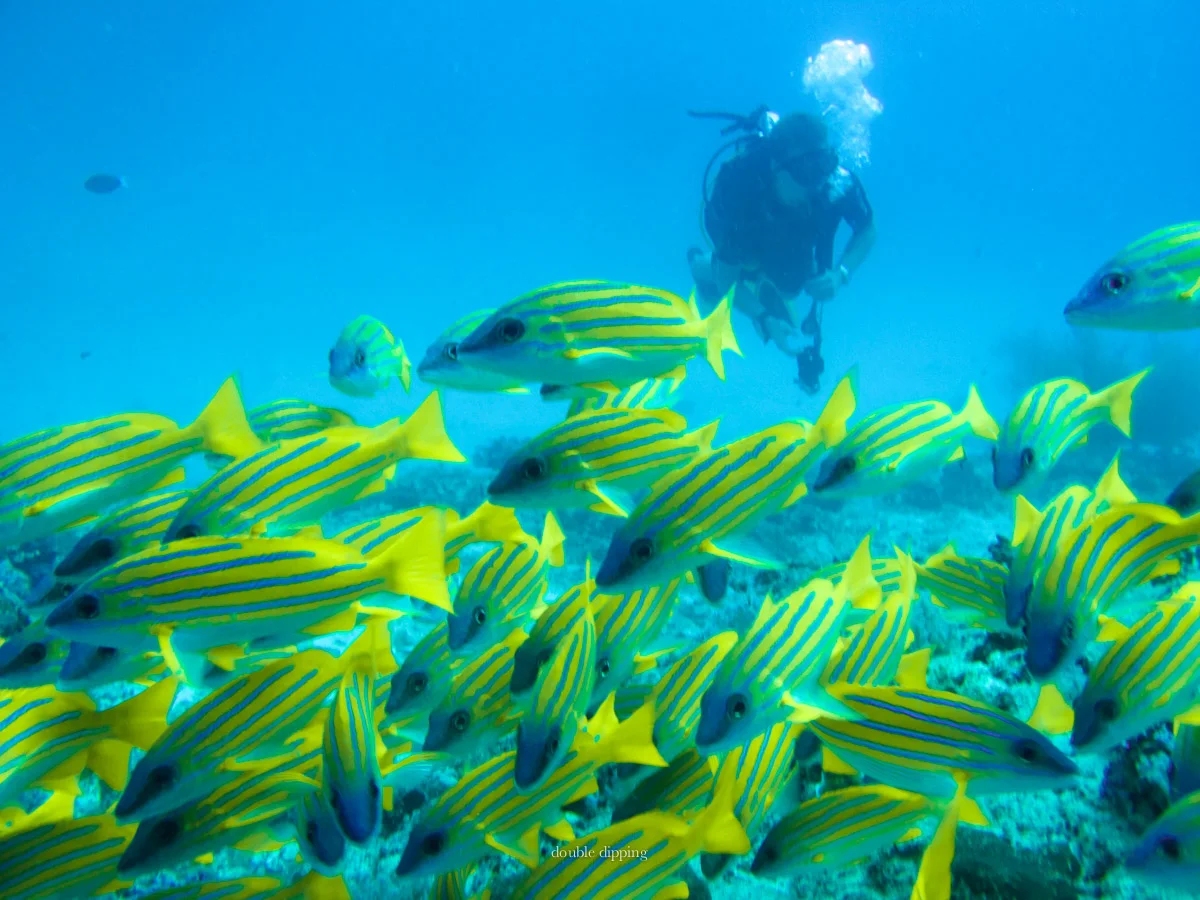 Maldives Photosafari #underwatercompact