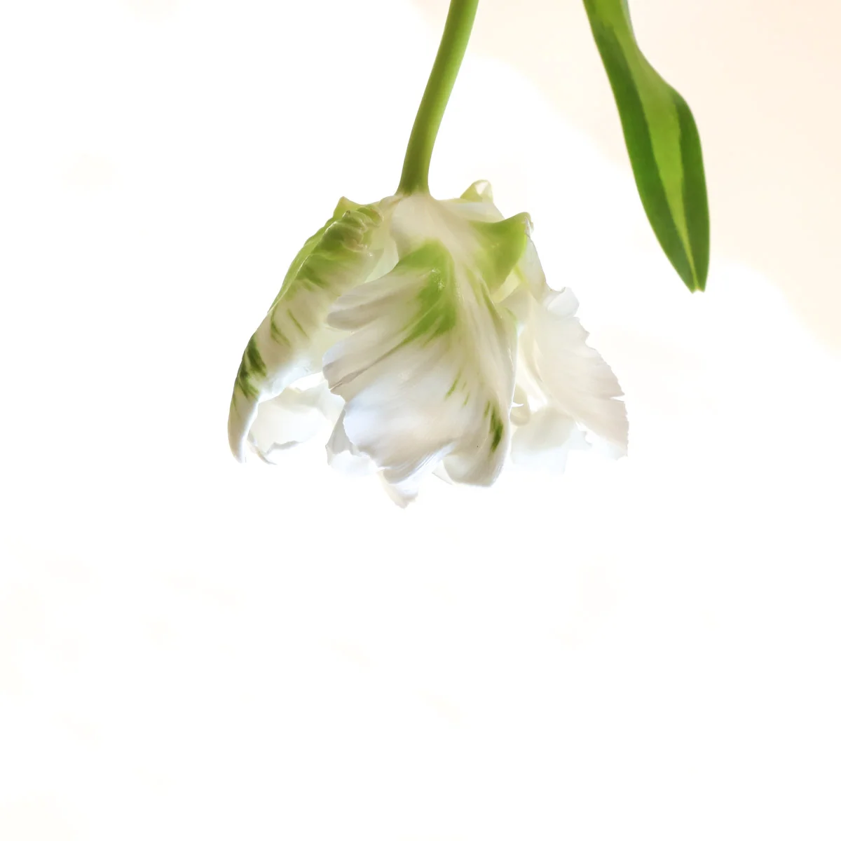 Women make great friends 