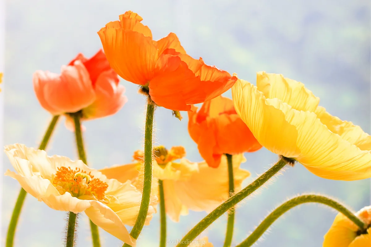 Sunday Snapshots - Spring