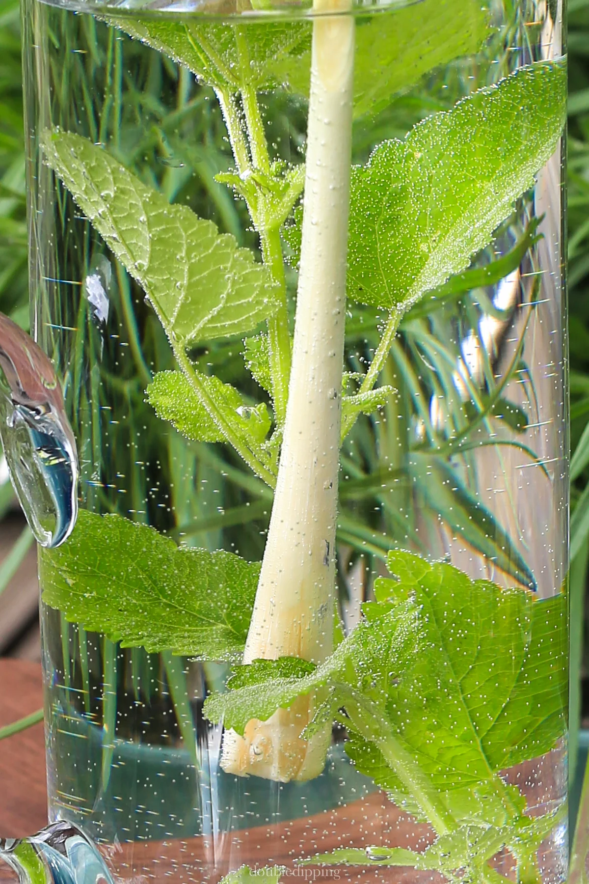 Infused Water I - Lemongrass and Lemon Balm