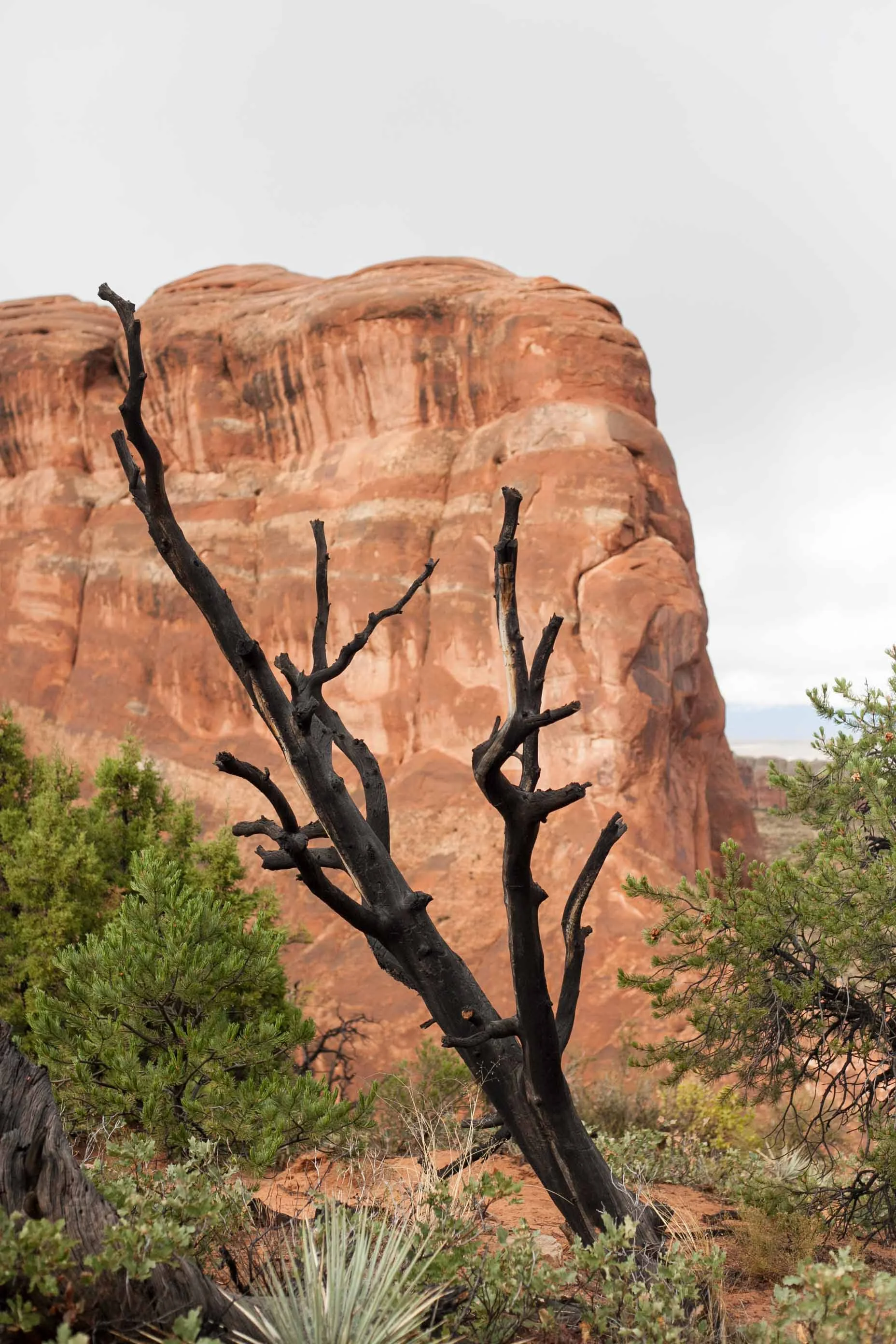 Arches National Park, Moab Desert