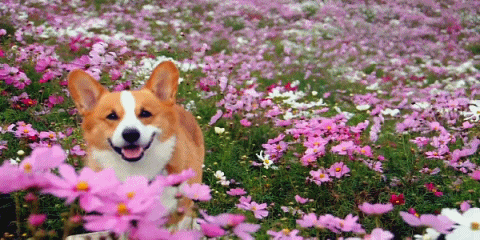 Spring Smiling GIF-downsized_large.gif