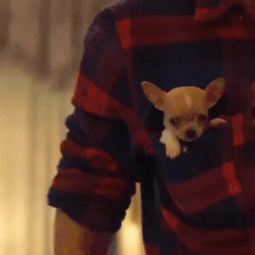 Puppy Sleeping GIF-downsized_large.gif