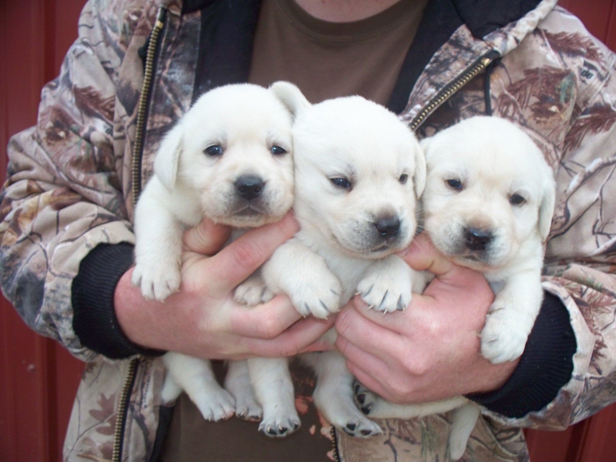 One of these sweet boys will be joining the CFR family in February 