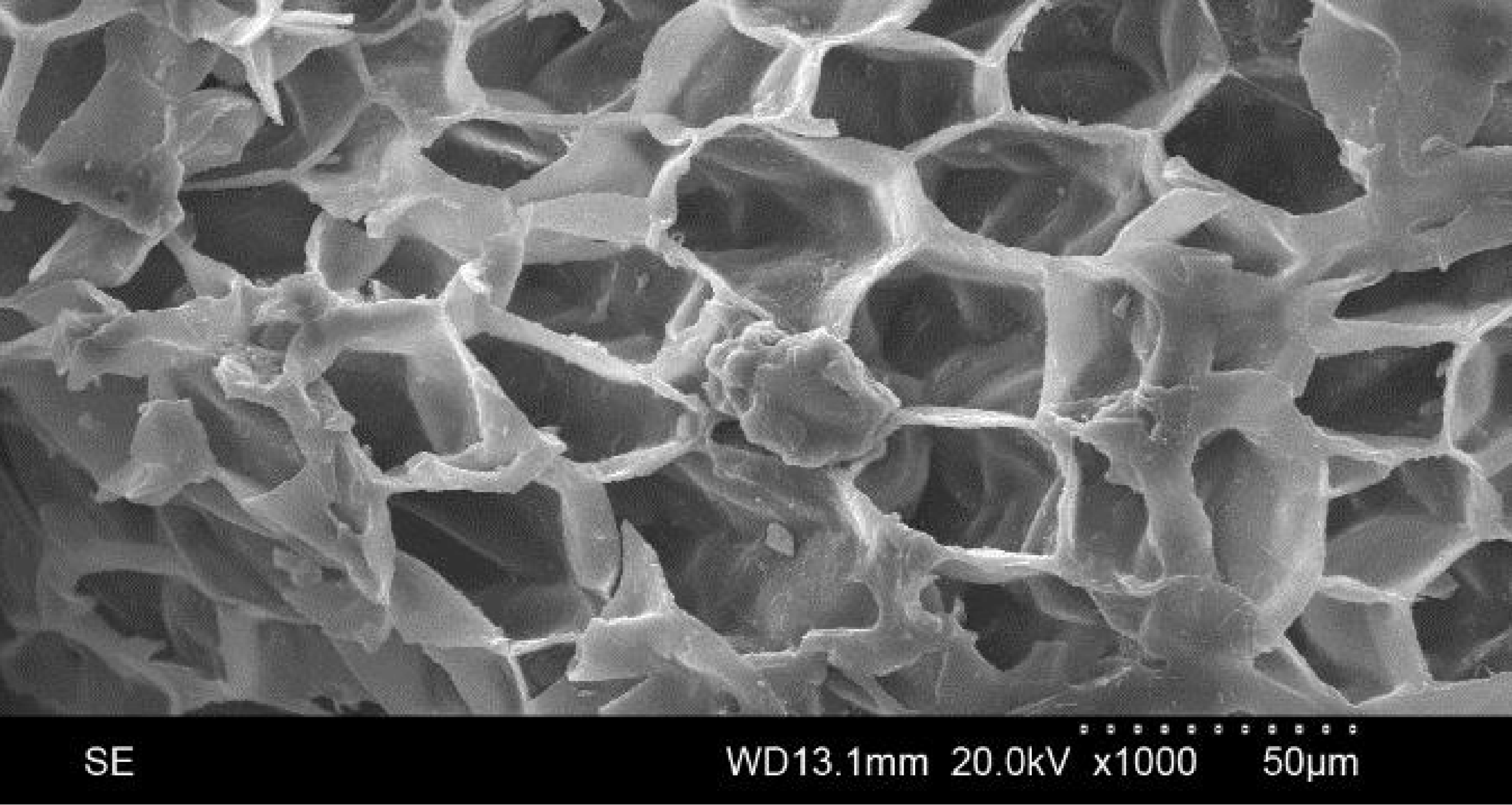 pentagonal_cork_cells_SEM.png