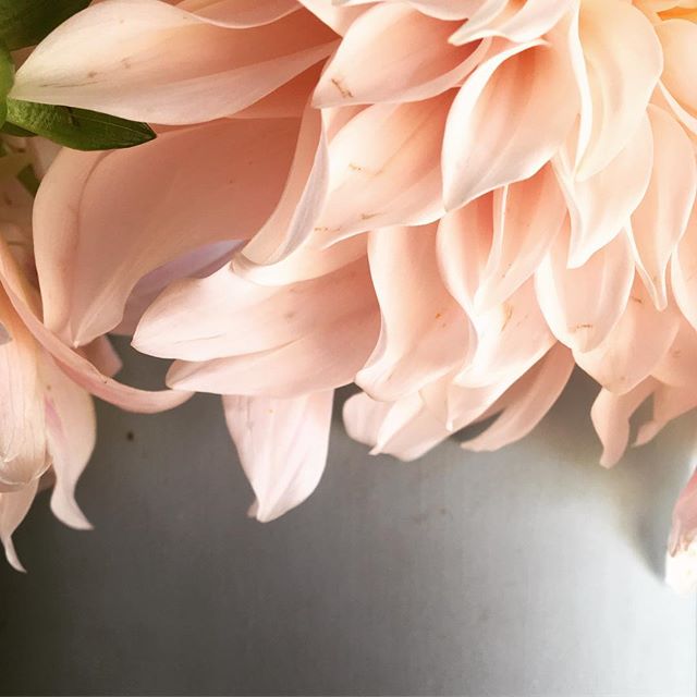 A memory of sunnier days just a few days ago. Gorgeous dahlia&rsquo;s from @flowersvasette. Flowers just make me happy. Have a great Sunday everyone. ❤️