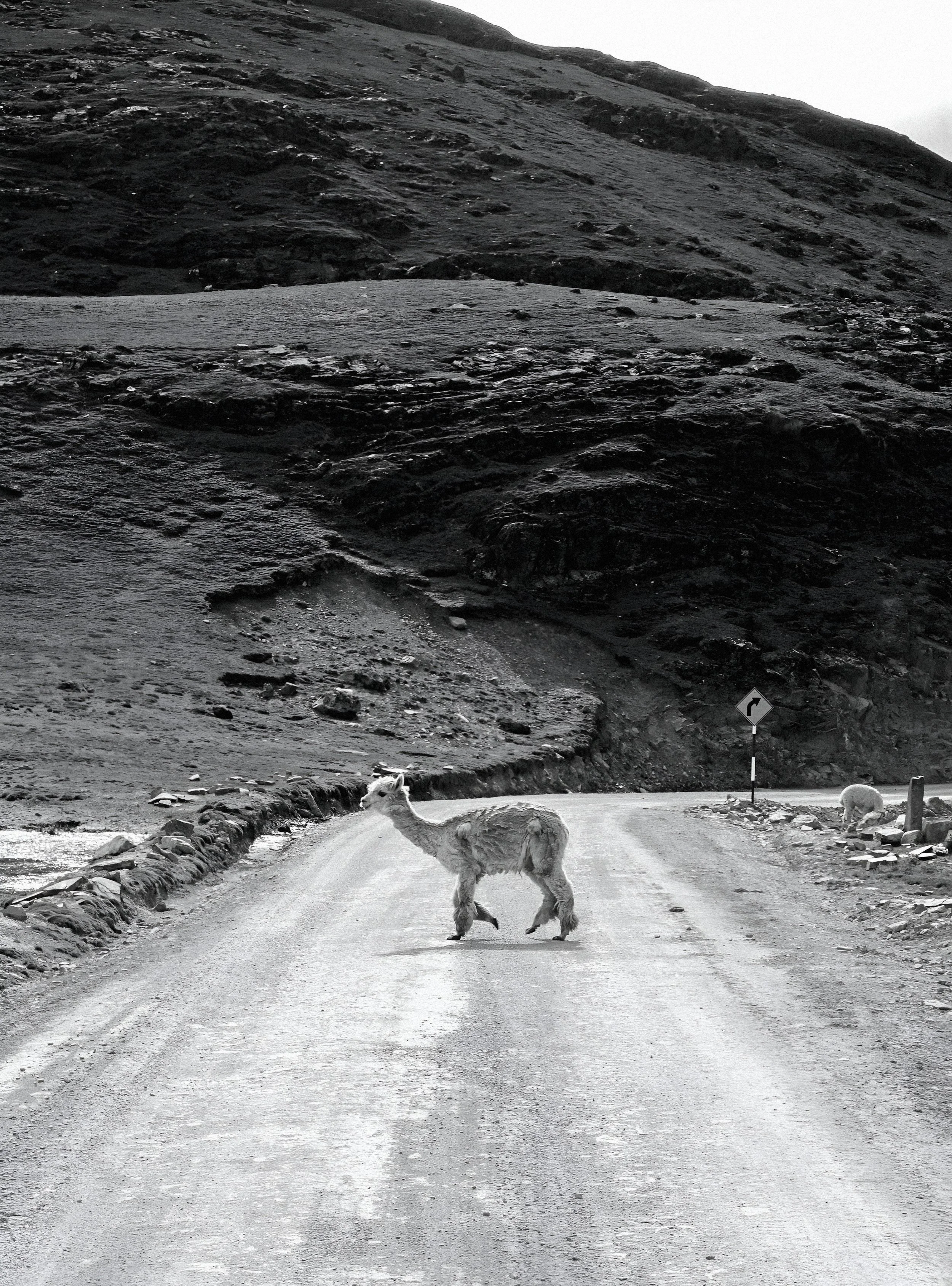 Alpaca Sighting, Ttio Grande, Peru | 2016