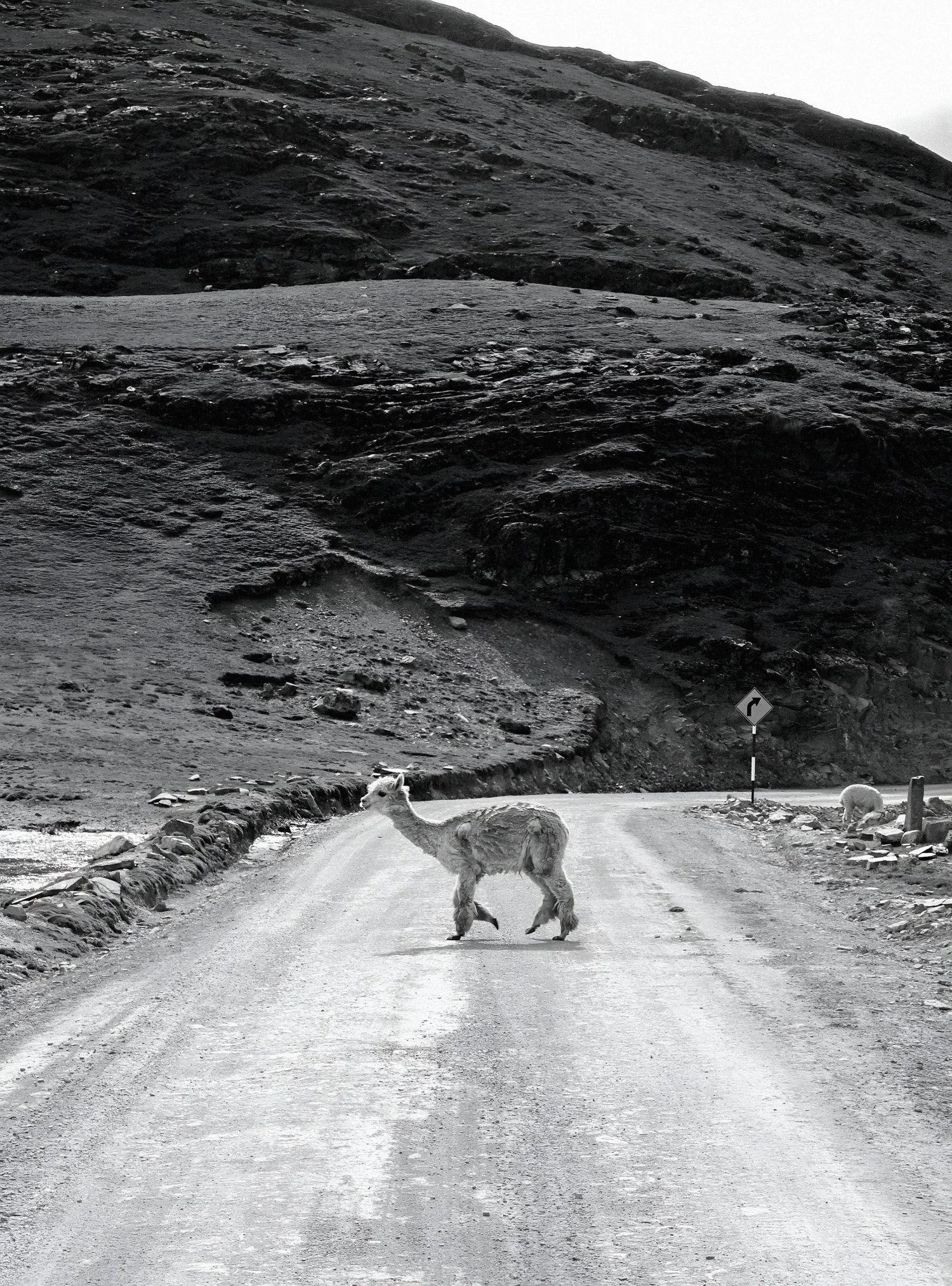 Alpaca Sighting, Ttio Grande, Peru 