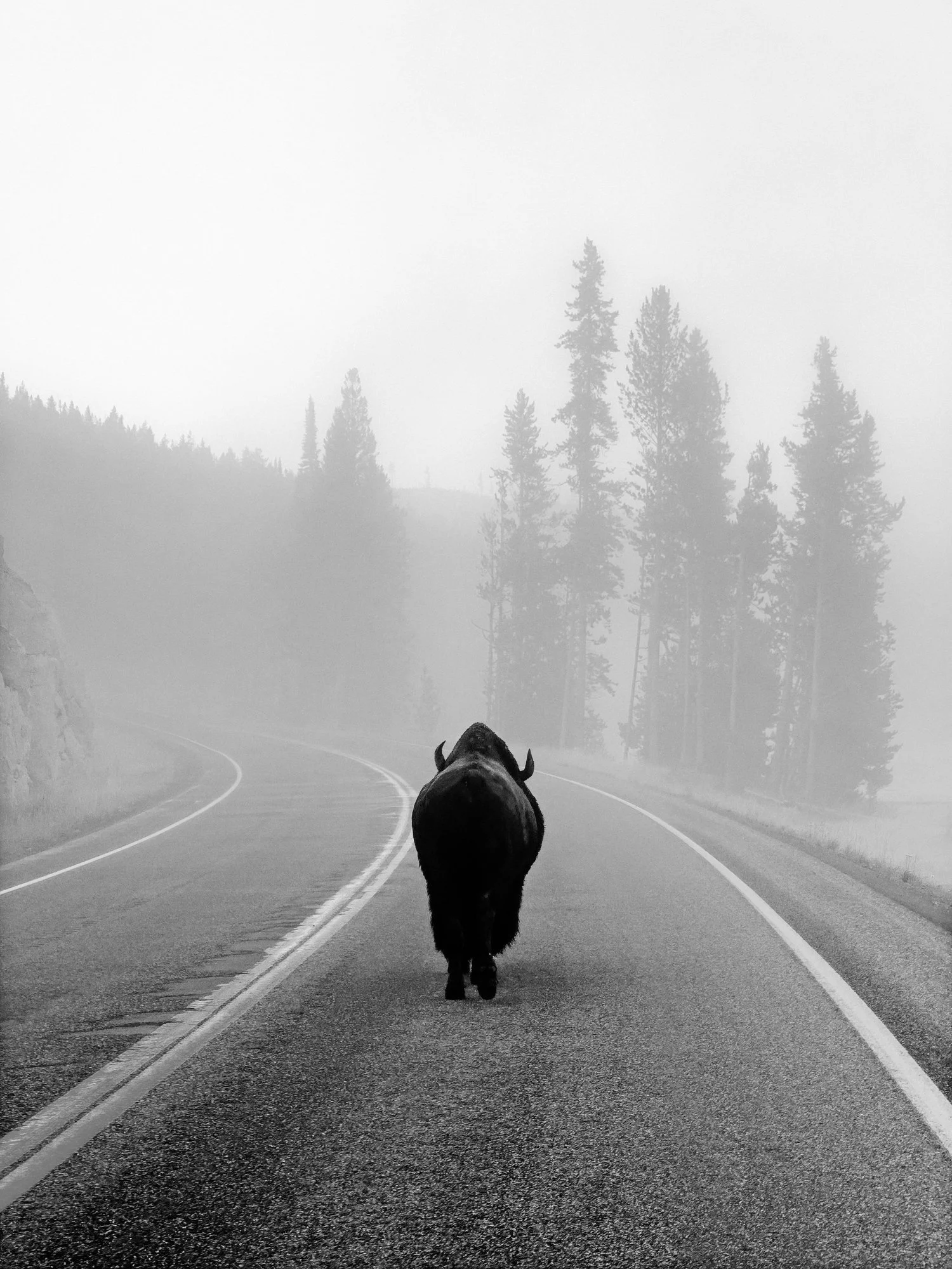  Bison Sighting, Yellowstone National Park 