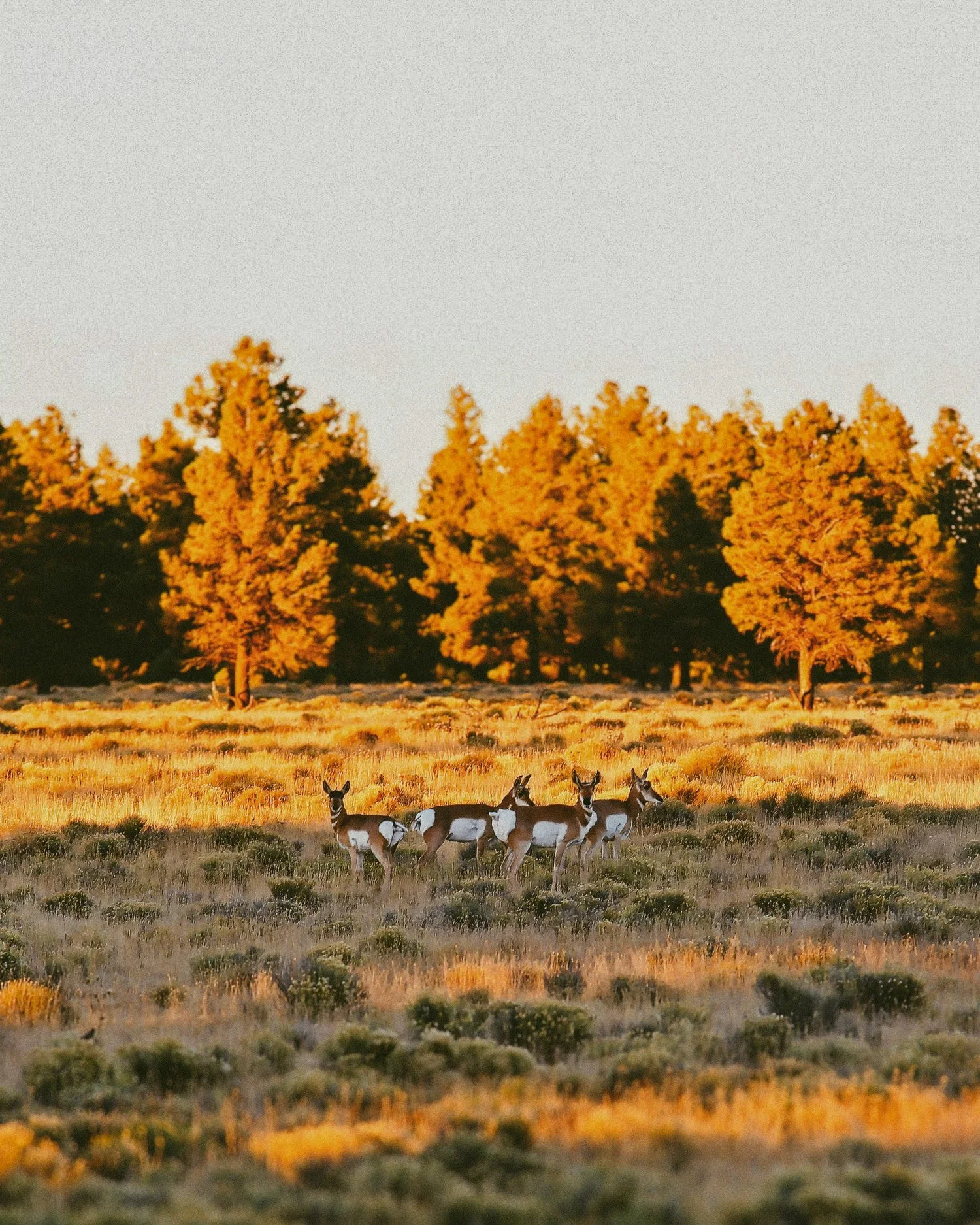  Pronghorn Antelopes, Flagstaff, Arizona 