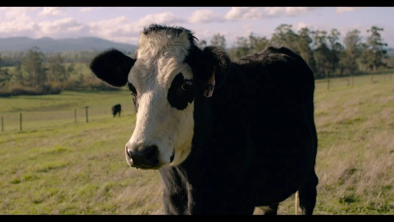 This is Nathan -  Director | Editor 