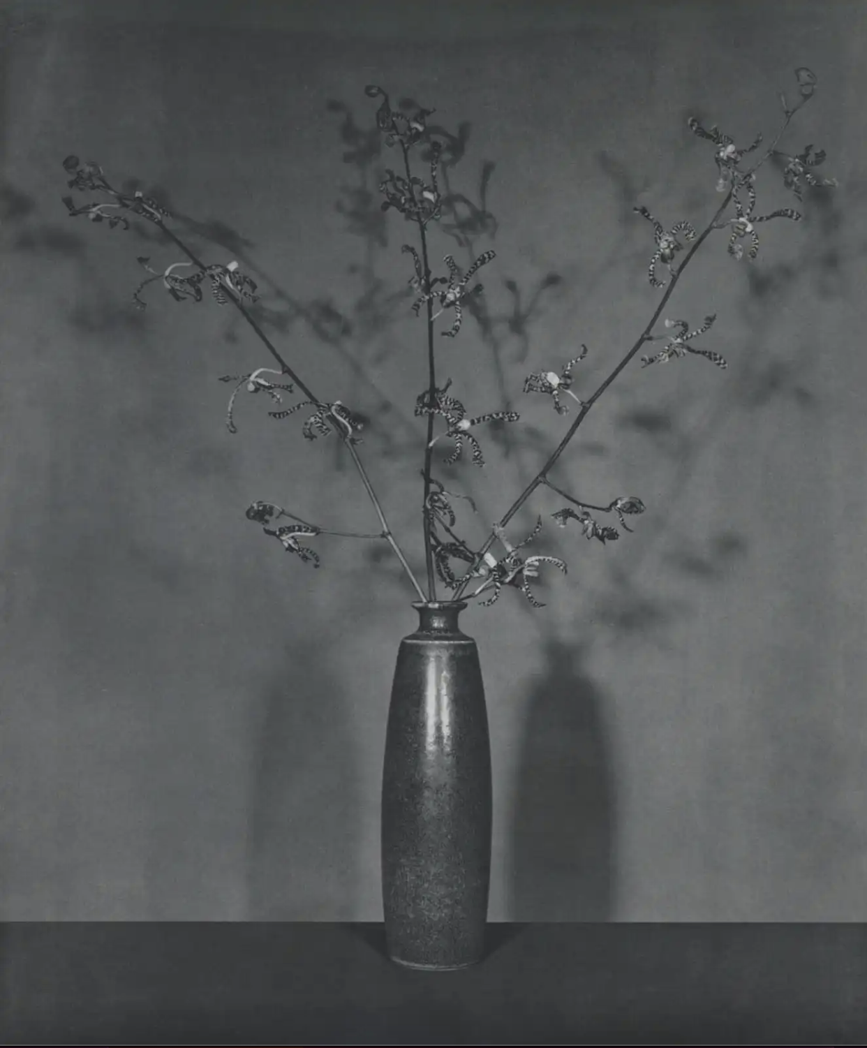 Robert Mapplethorpe, Orchids from the Flowers portfolio, 1983, signed toned photogravure botanical photograph, edition of 40, available for sale and art rental in London