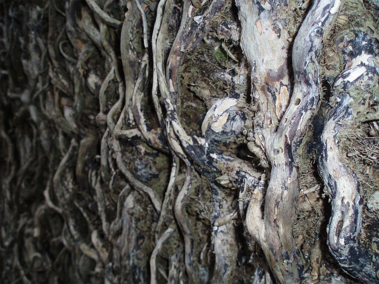 Adventitious