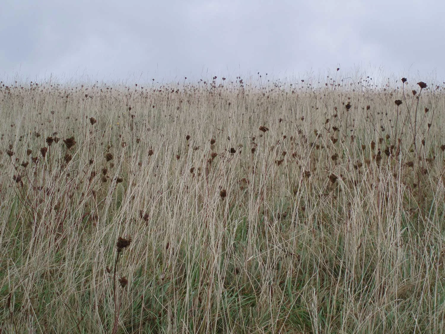 Skylark Chalk Downland Sward © Angela Jane Swinn artist