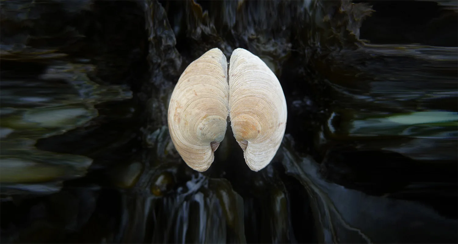 Clam shell on Bladderwrack © Angela Jane Swinn