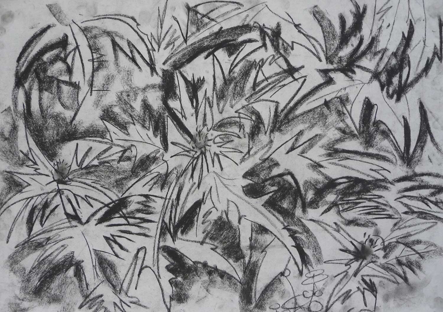 dark-drawing-spiky-leaves.jpg