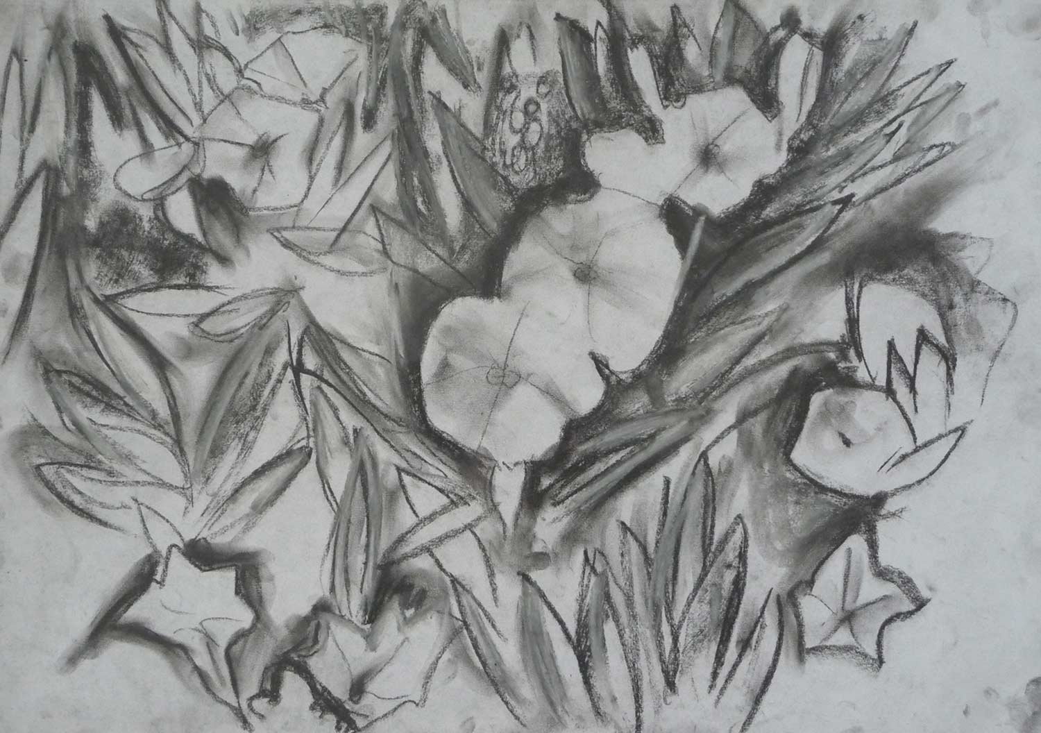 dark-drawing-primula-flowers.jpg