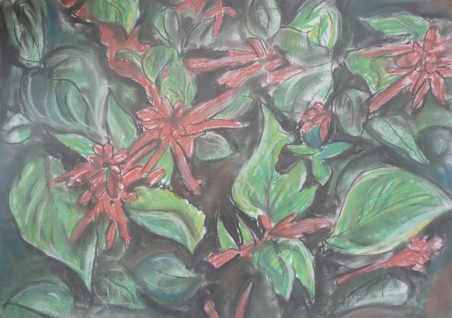 dark-drawing-red-salvia.jpg