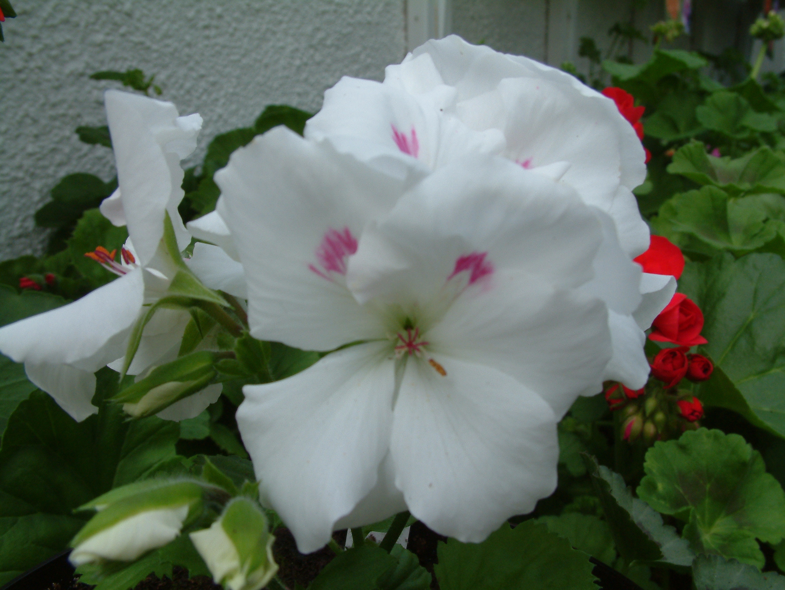 Geranium (20).jpg