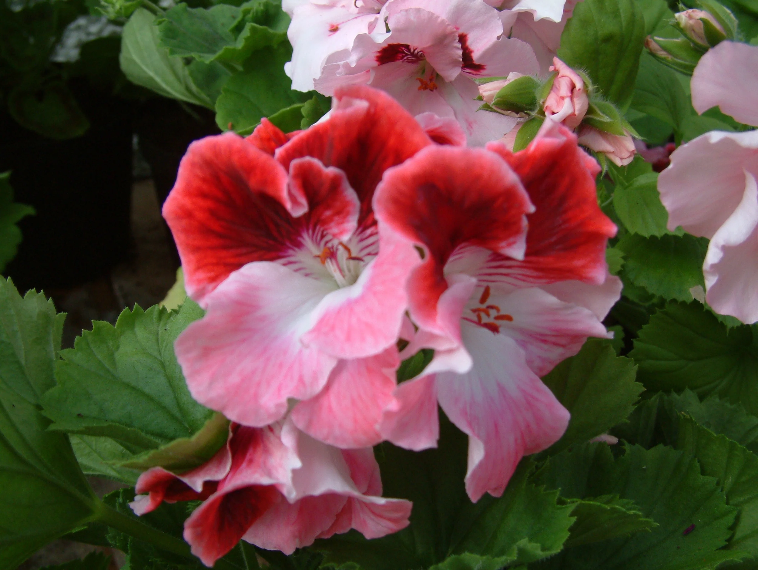 Geranium (13).jpg