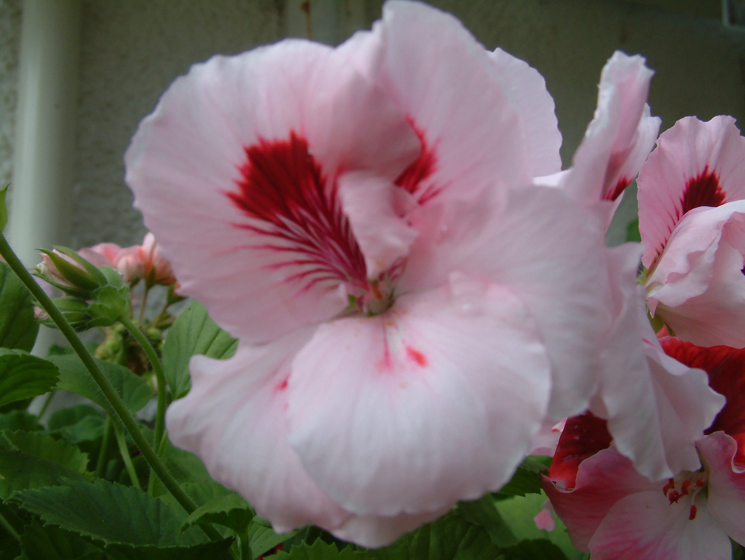 Geranium (15).jpg