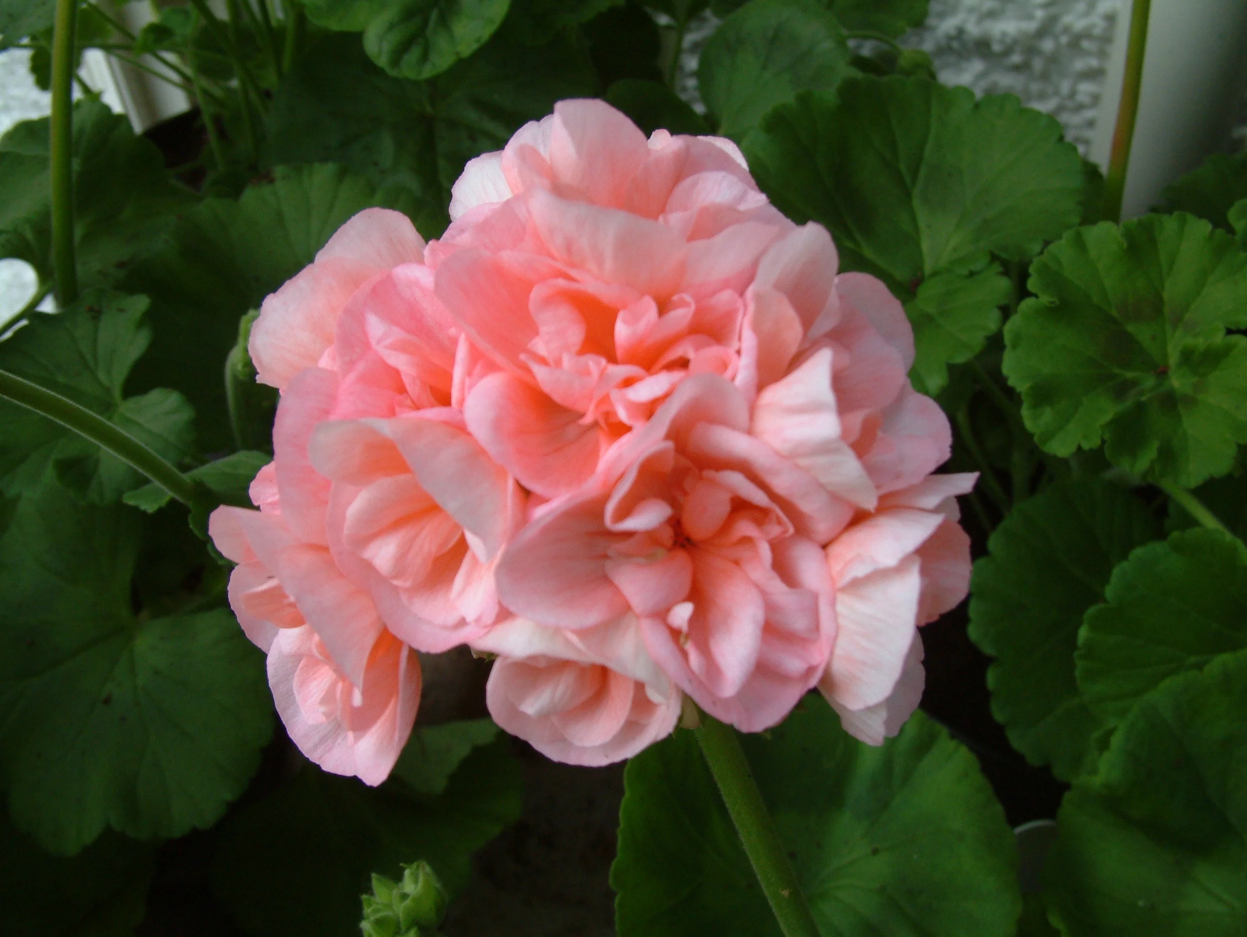 Geranium (14).jpg